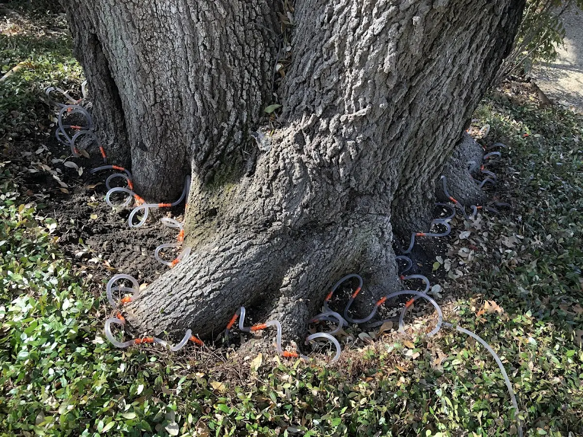 Detailed Tree Cabling and Bracing job site in Wilmot